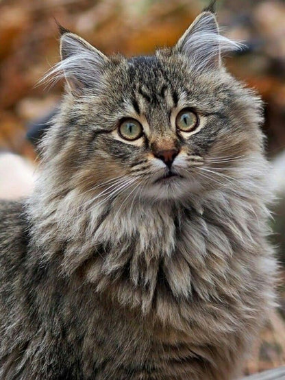 Maine Coon | Diamond Painting