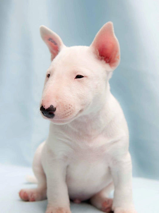 English Bull Terrier Dog | Diamond Painting