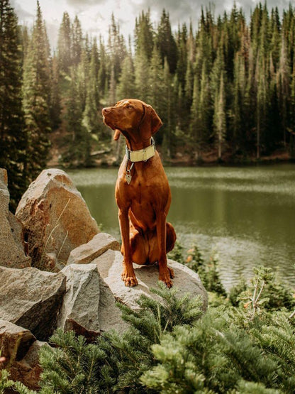 Vizsla Dog | Diamond Painting