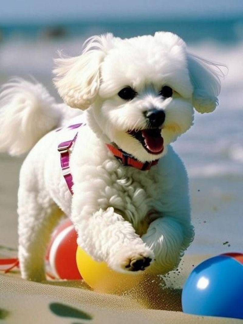 Dog Bichon Frise | Diamond Painting