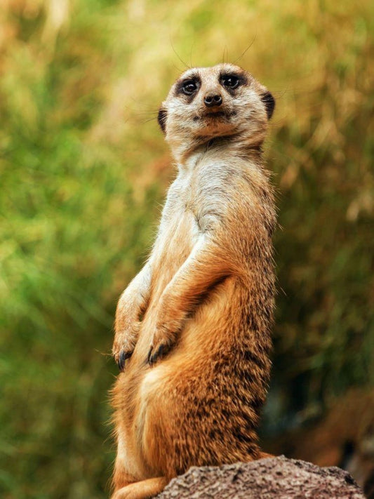 Meerkat | Diamond Painting