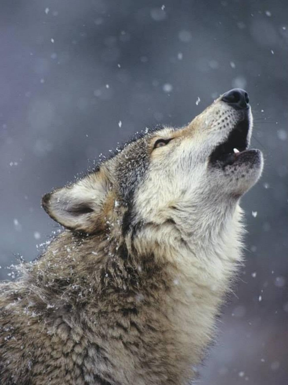 Wolf | Diamond Painting
