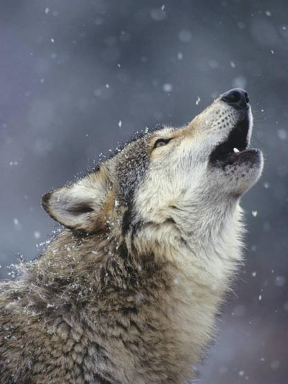 Wolf | Diamond Painting