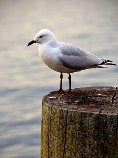 Gull | Diamond Painting