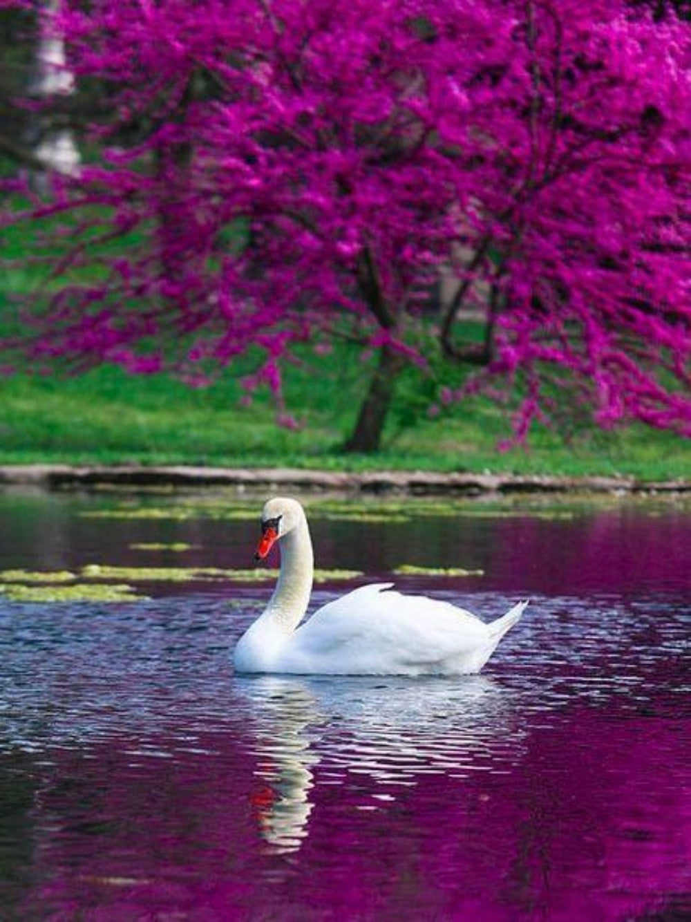 Swan | Diamond Painting