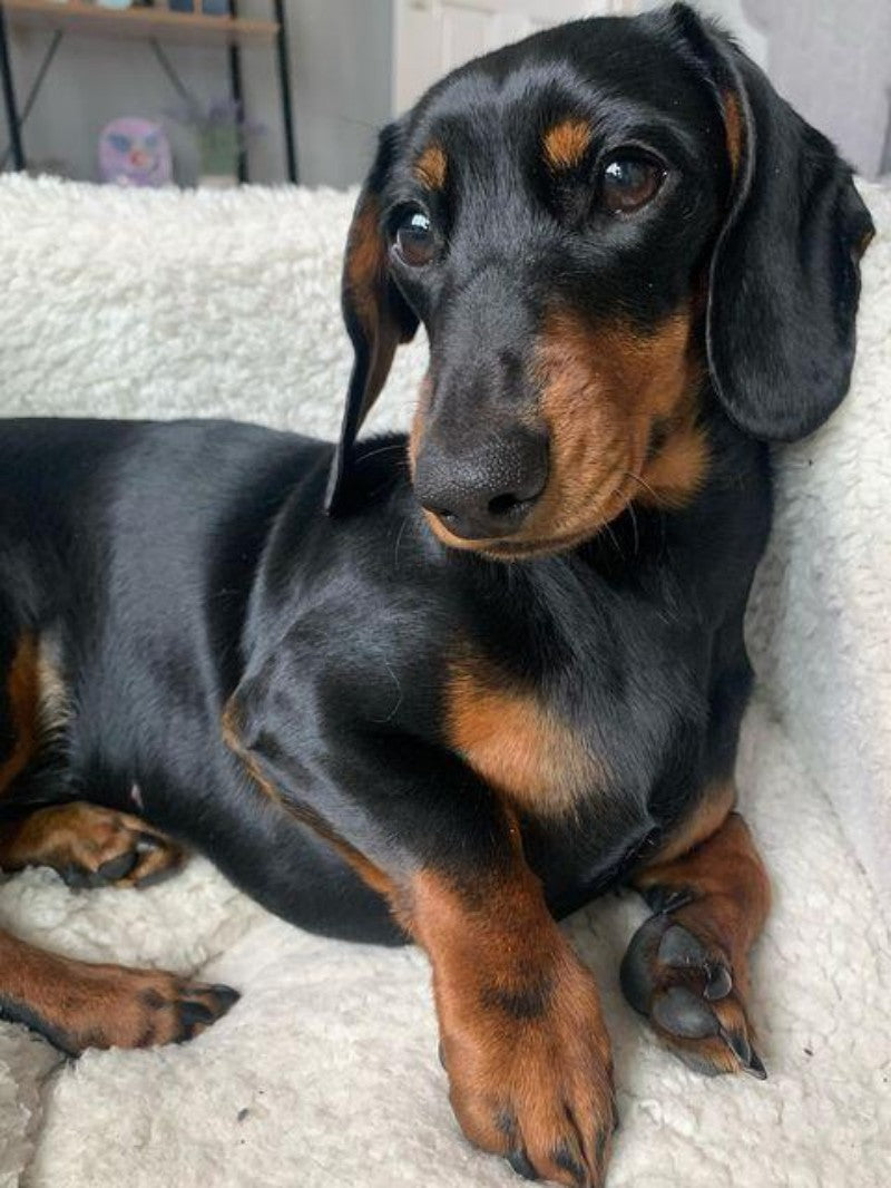 Dachshund Dog | Diamond Painting