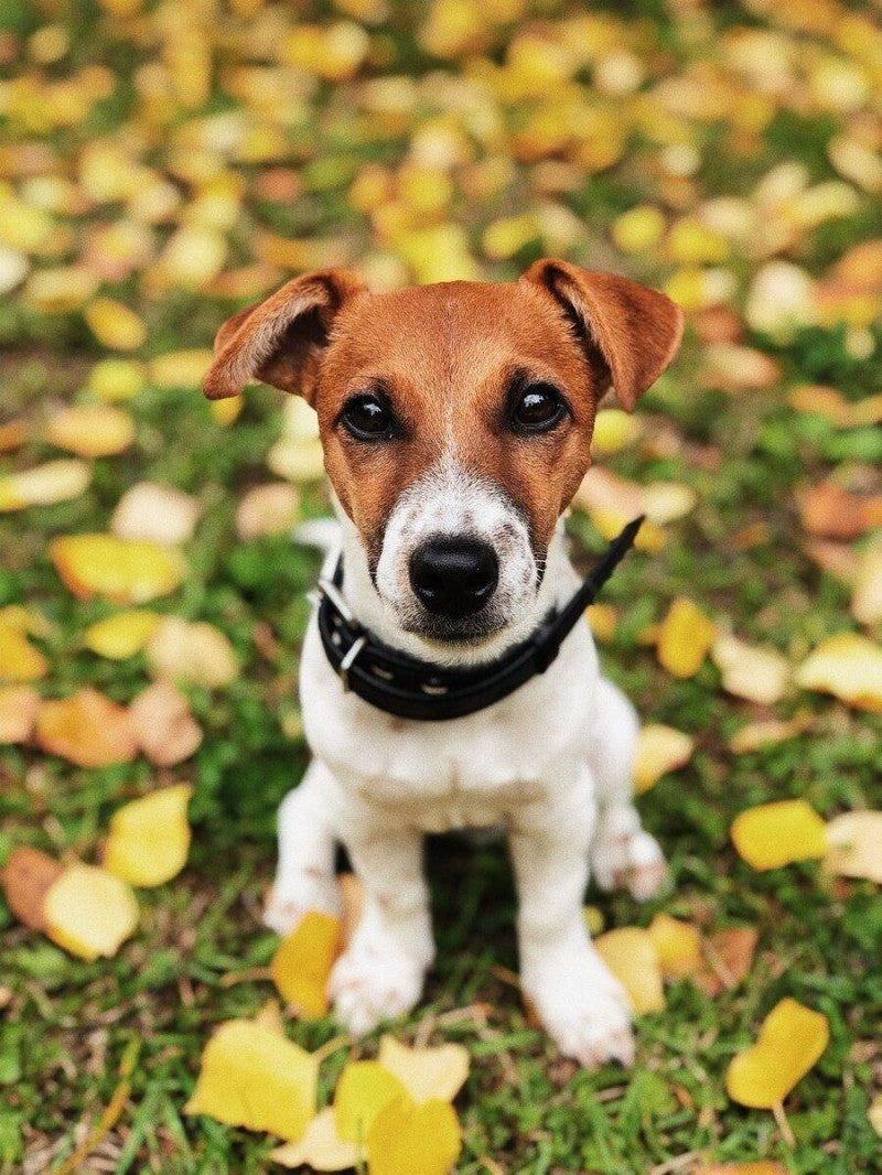 Dog Jack Russell | Diamond Painting