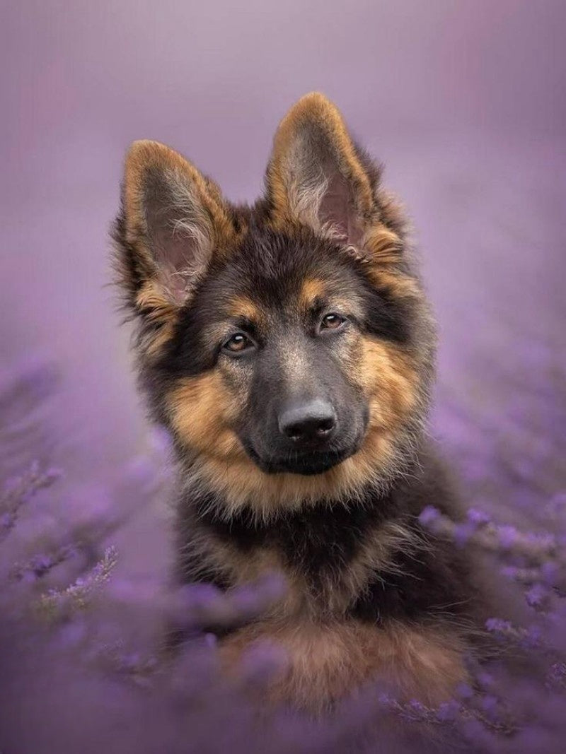 Dog German Shepherd | Diamond Painting