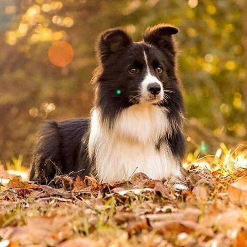 Dog Border Collie | Diamond Painting