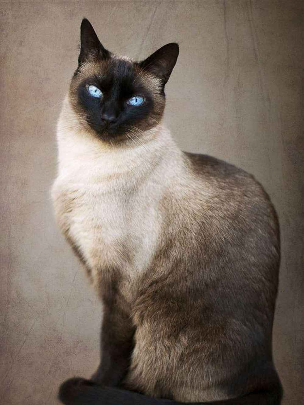 Siamese Cat | Diamond Painting