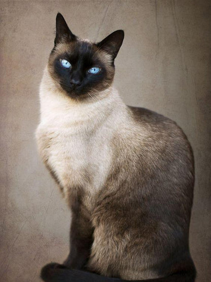 Siamese Cat | Diamond Painting