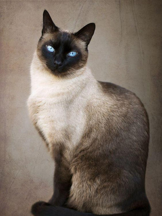 Siamese Cat | Diamond Painting