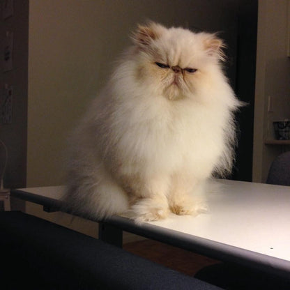 Persian Cat | Diamond Painting