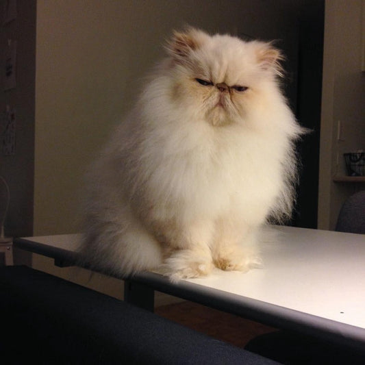 Persian Cat | Diamond Painting