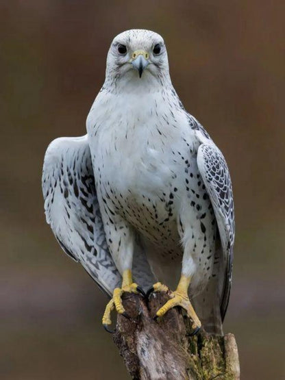 Falcon | Diamond Painting