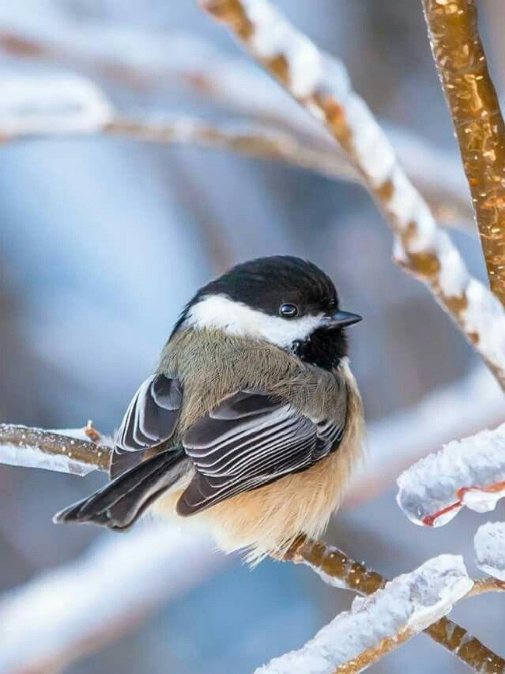 Chickadee | Diamond Painting