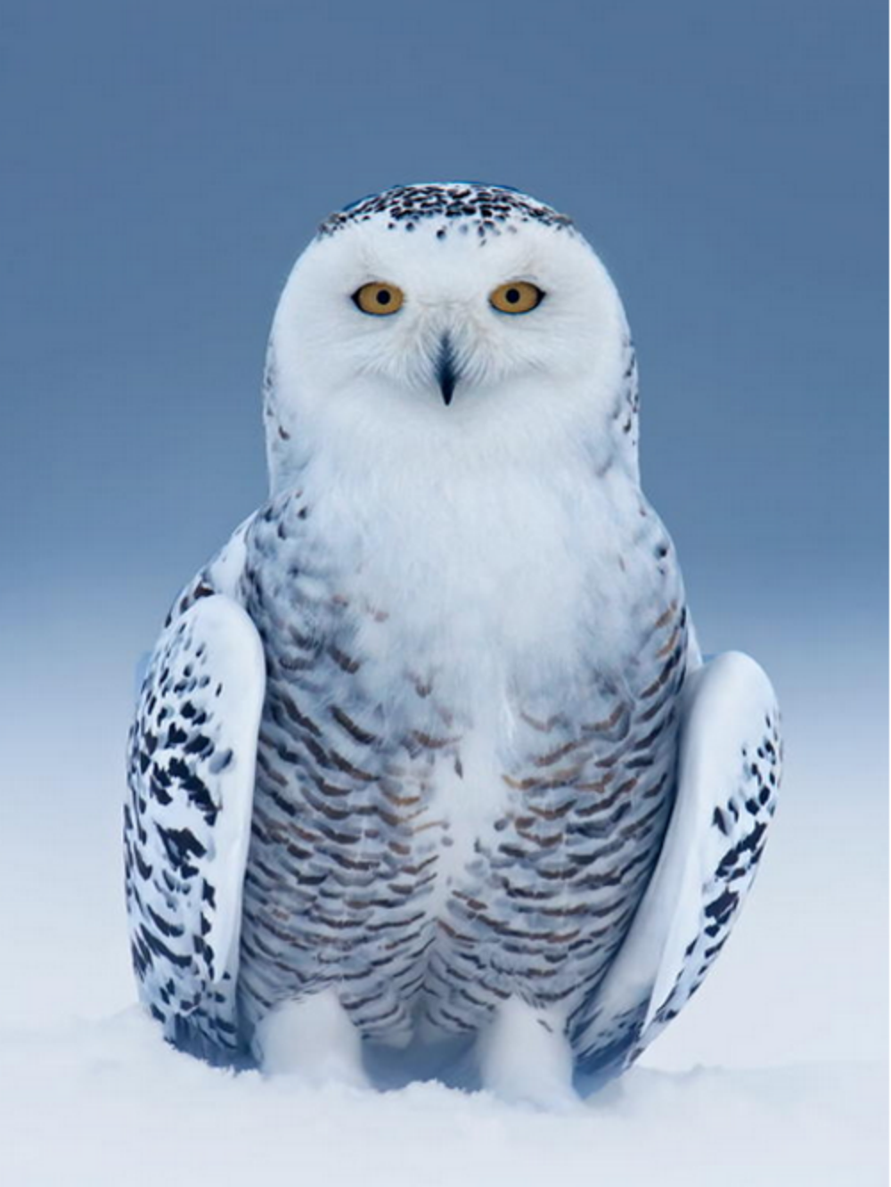 Snowy owl (White Owl) | Diamond Painting