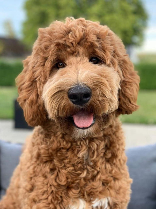 Goldendoodle Dog | Diamond Painting