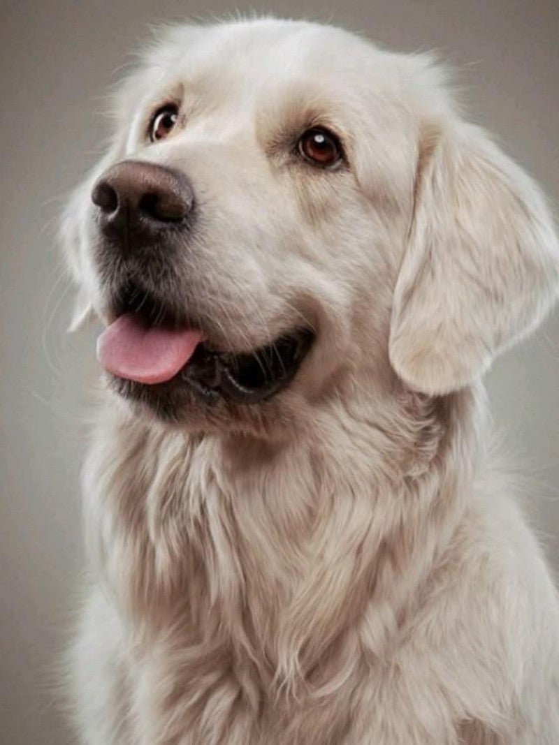 Golden Retriever Dog | Diamond Painting