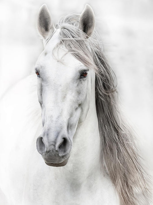 Horse | Diamond Painting