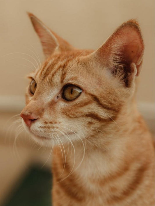 Abyssinian Cat | Diamond Painting