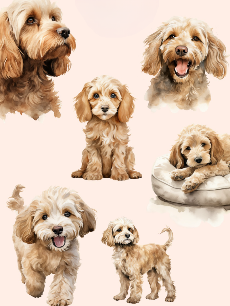 Cavapoo Dog | Diamond Painting