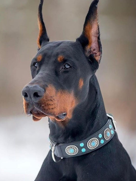 Dog Doberman | Diamond Painting