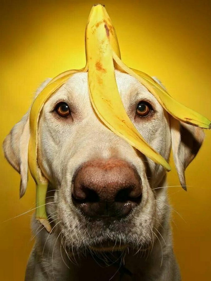 Yellow Labrador Dog | Diamond Painting