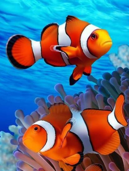 Clown Fish | Diamond Painting