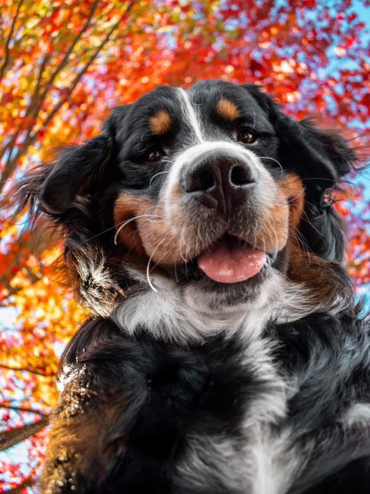 Bernese Mountain Dog | Diamond Painting