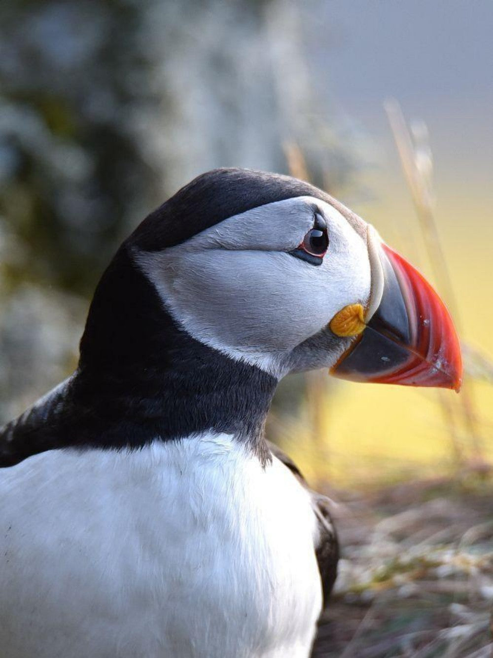 Puffin | Diamond Painting