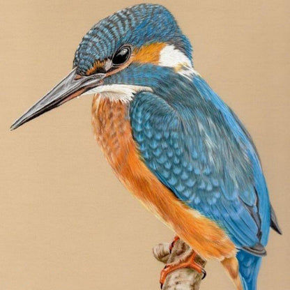 Kingfisher | Diamond Painting