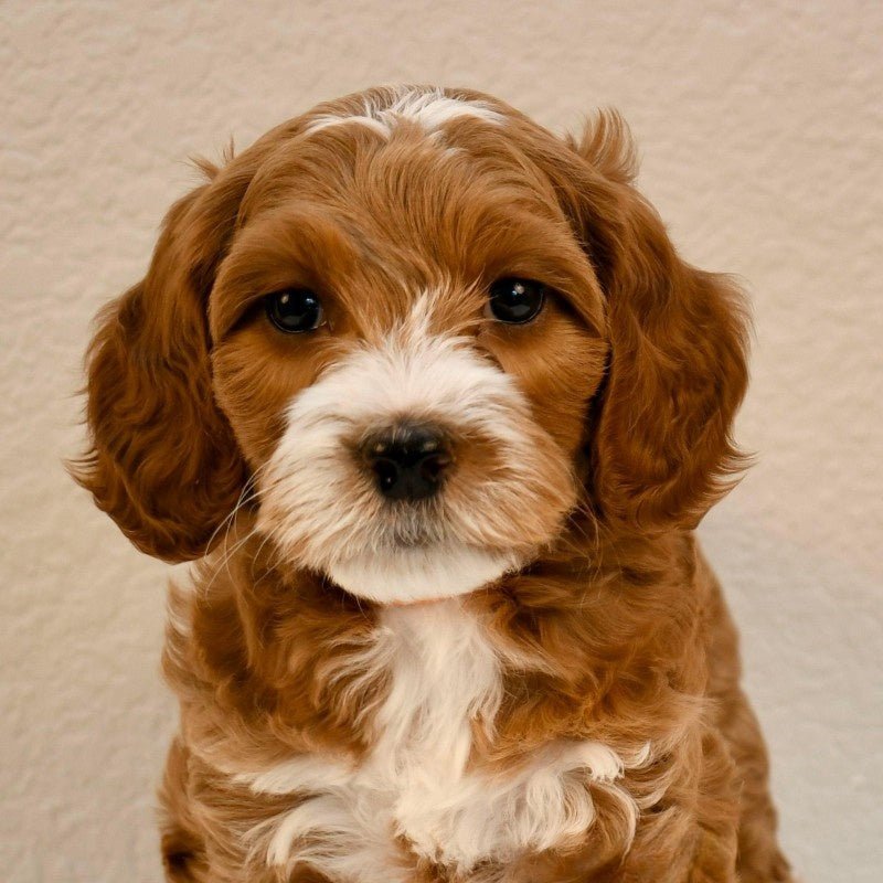 Labradoodle Dog | Diamond Painting