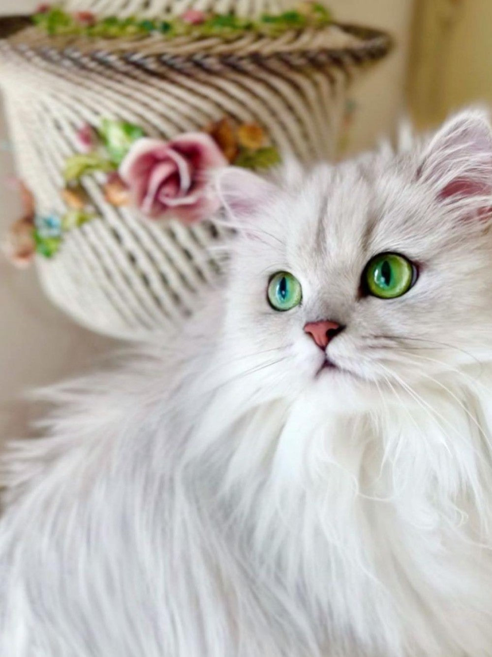 Persian Cat | Diamond Painting