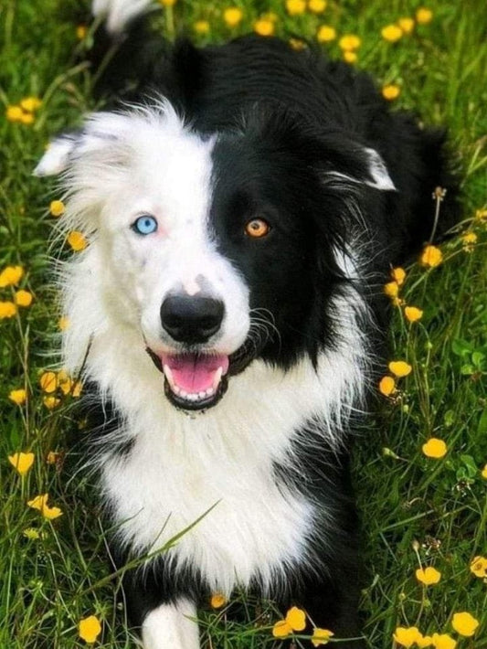 Dog Border Collie | Diamond Painting