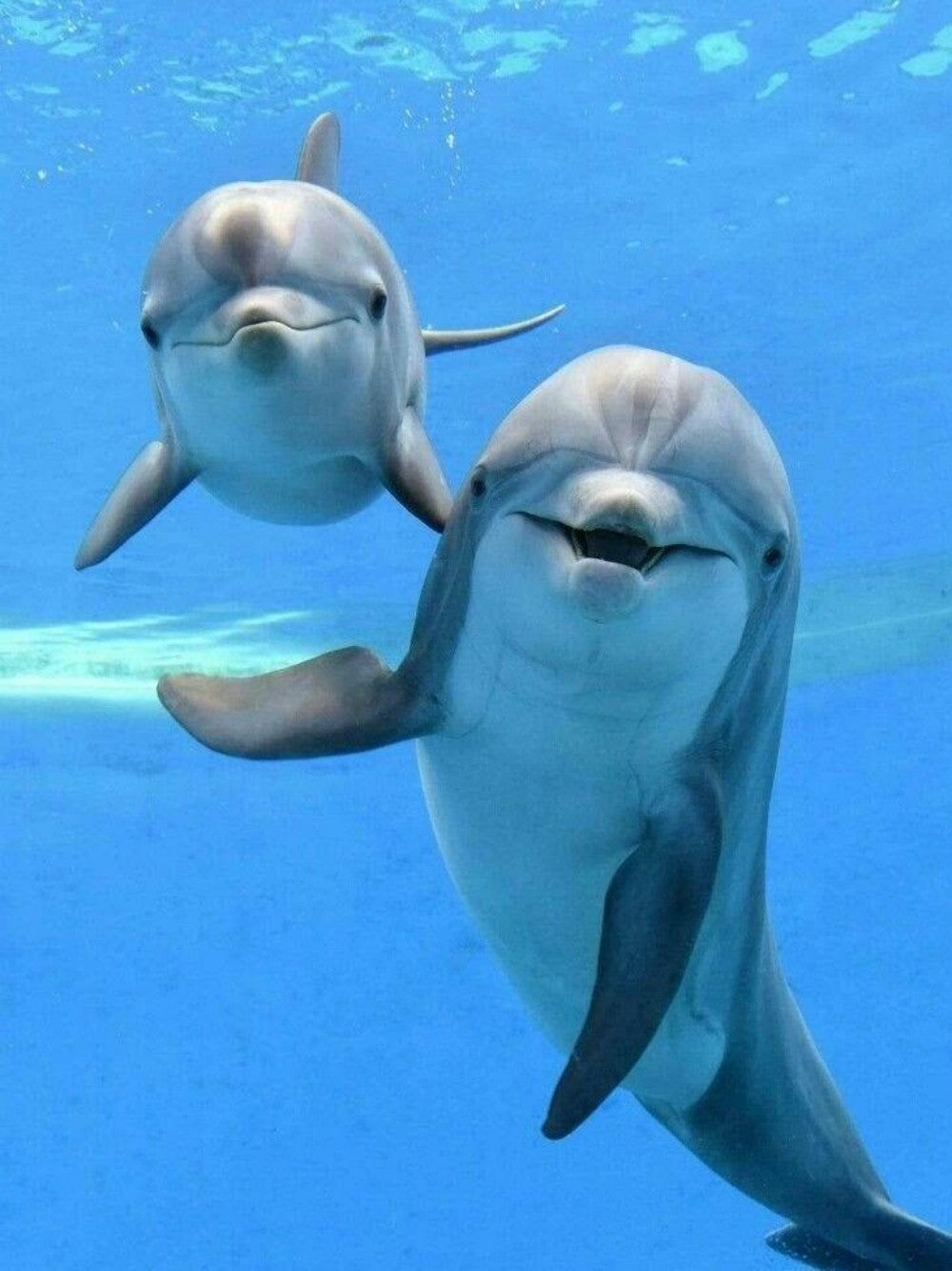 Dolphin | Diamond Painting