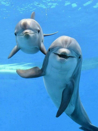 Dolphin | Diamond Painting