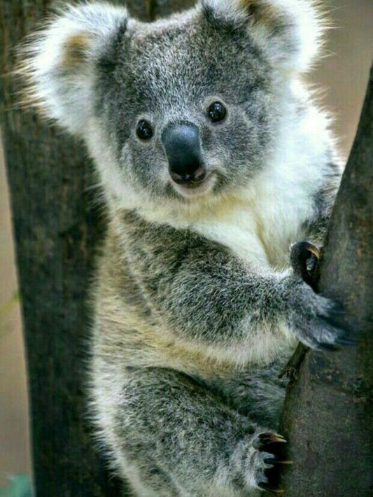 Koala | Diamond Painting