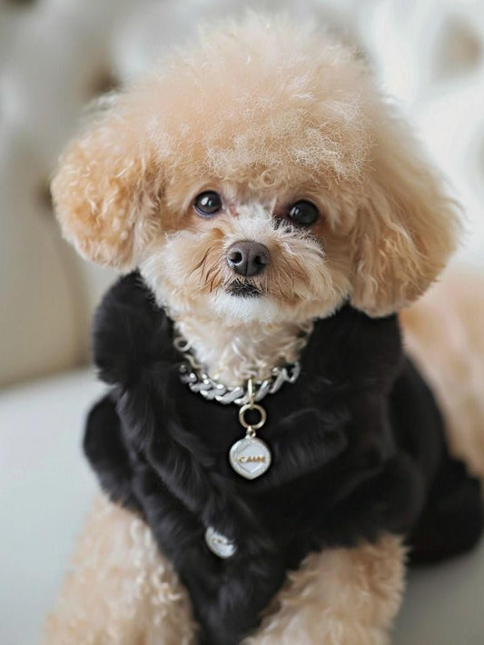 Poodle Dog | Diamond Painting