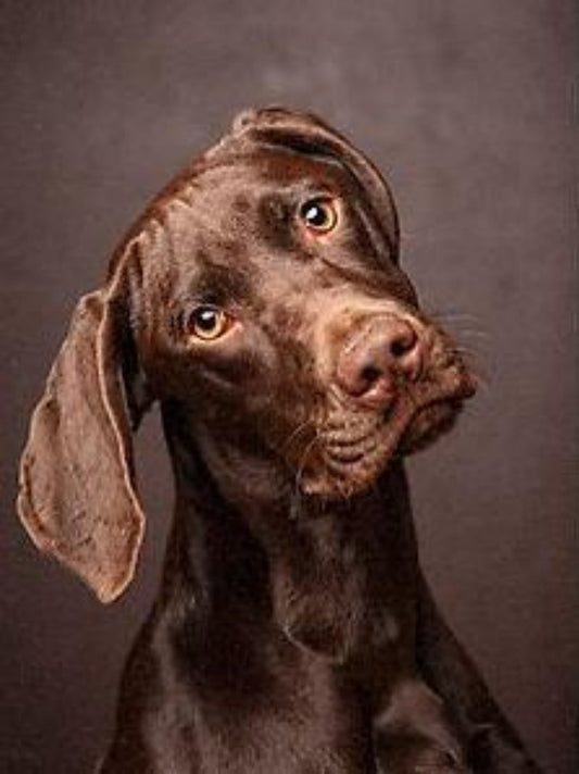 Chocolate Labrador Dog | Diamond Painting