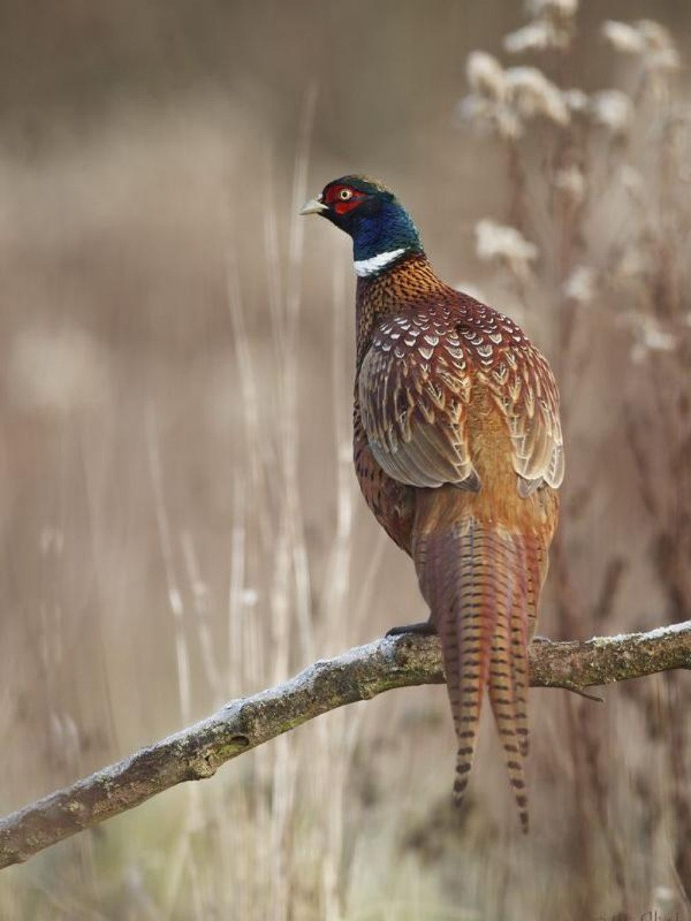 Pheasant | Diamond Painting