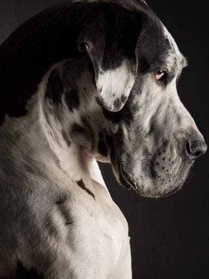Dog Great Dane | Diamond Painting
