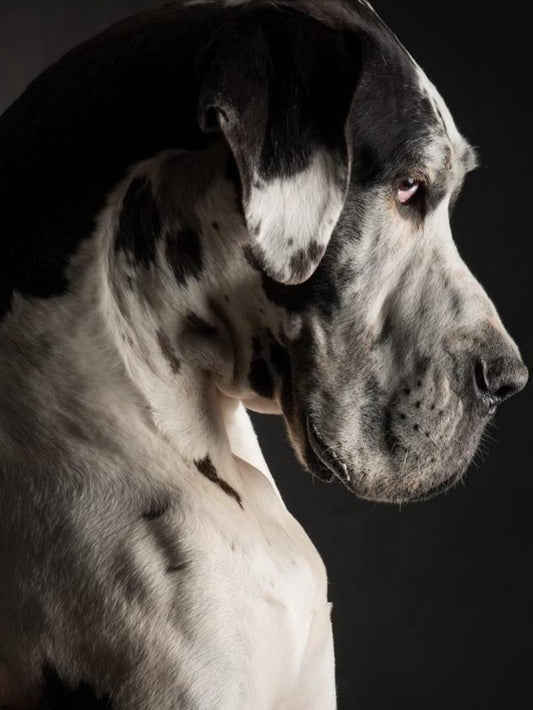 Dog Great Dane | Diamond Painting