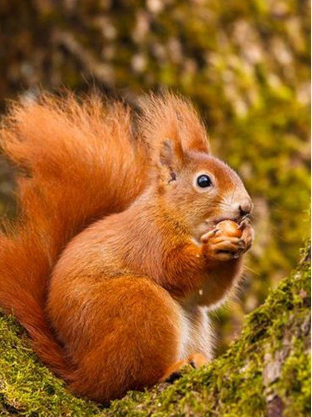 Squirrel | Diamond Painting