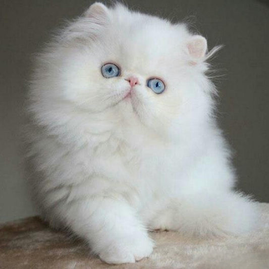 Persian Cat | Diamond Painting