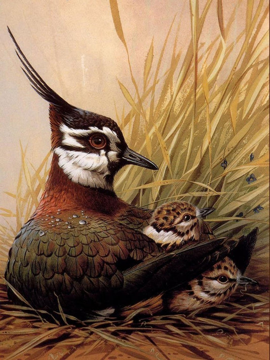 Quail | Diamond Painting