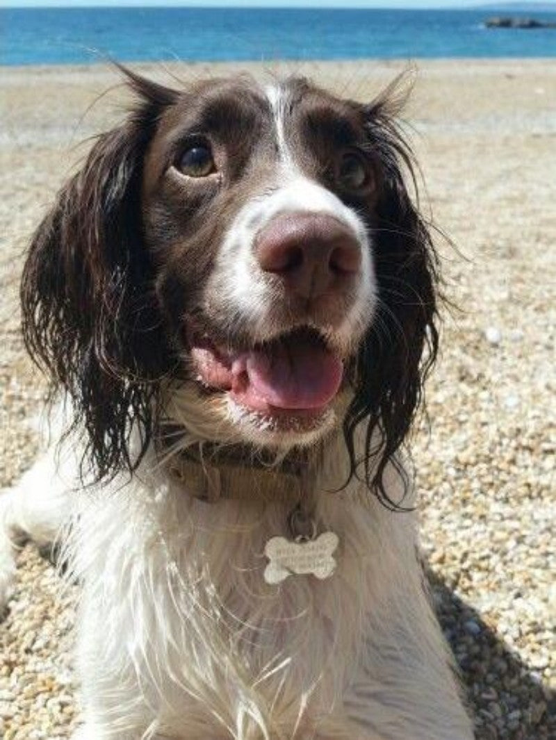 English Springer Spaniel Dog | Diamond Painting