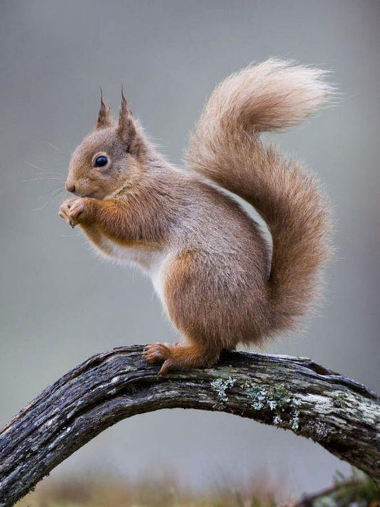 Squirrel | Diamond Painting