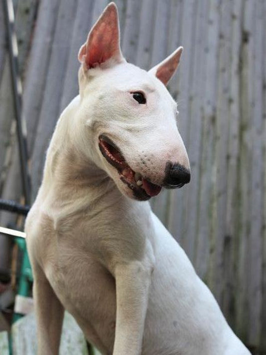 English Bull Terrier Dog | Diamond Painting