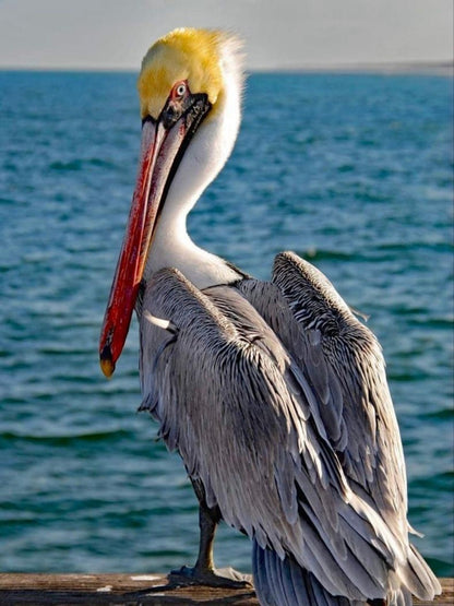 Pelican | Diamond Painting